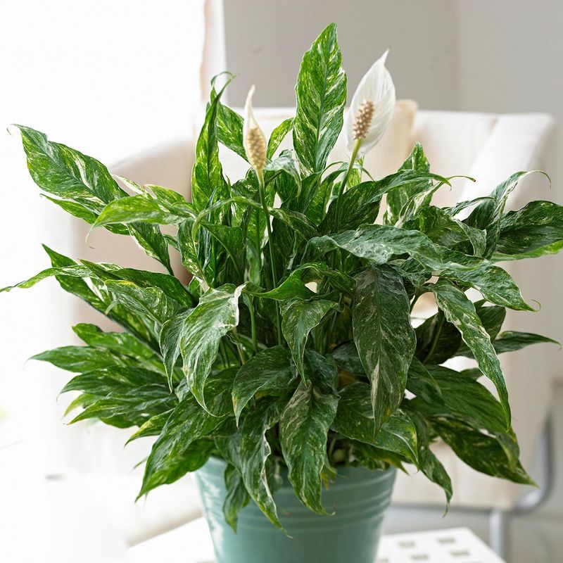 Peace Lily