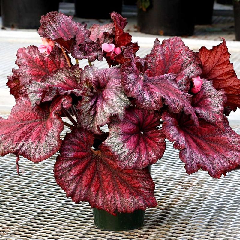 Rex Begonia