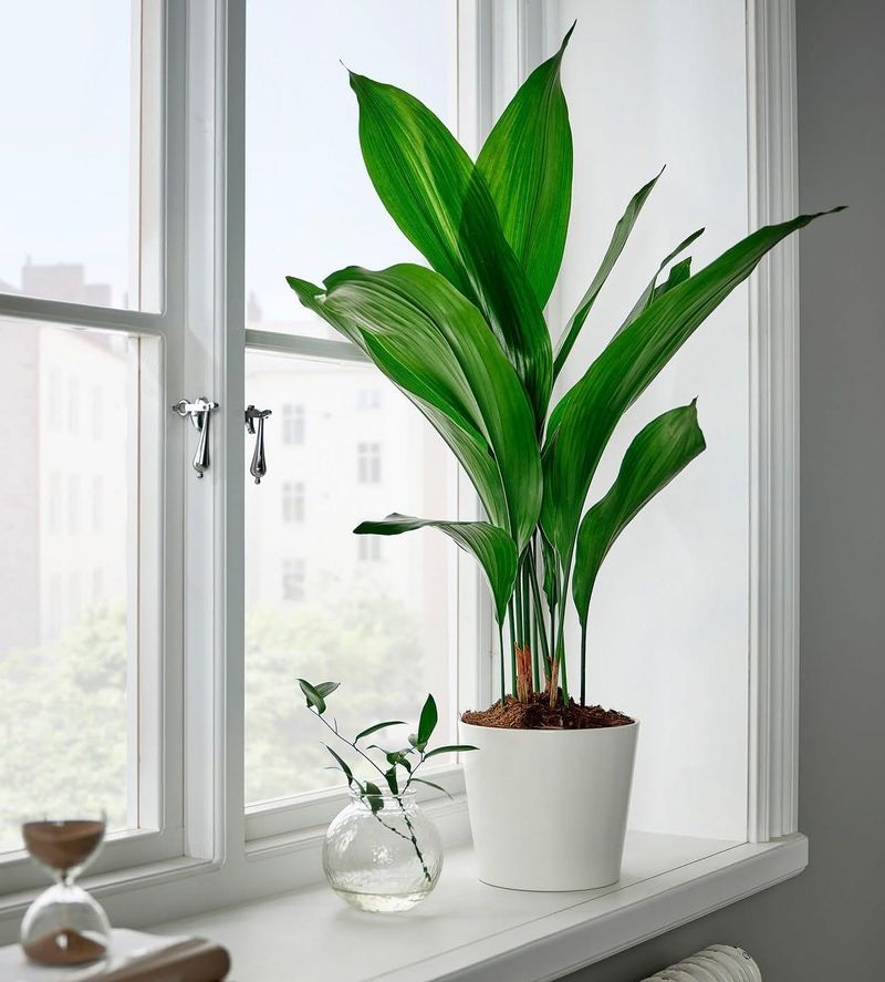 Cast Iron Plant
