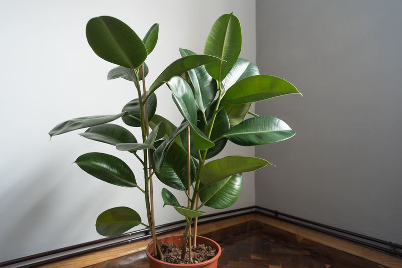Rubber Plant