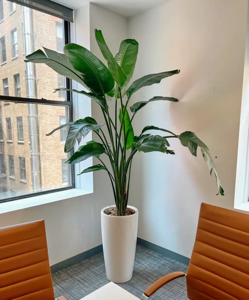 Bird of Paradise