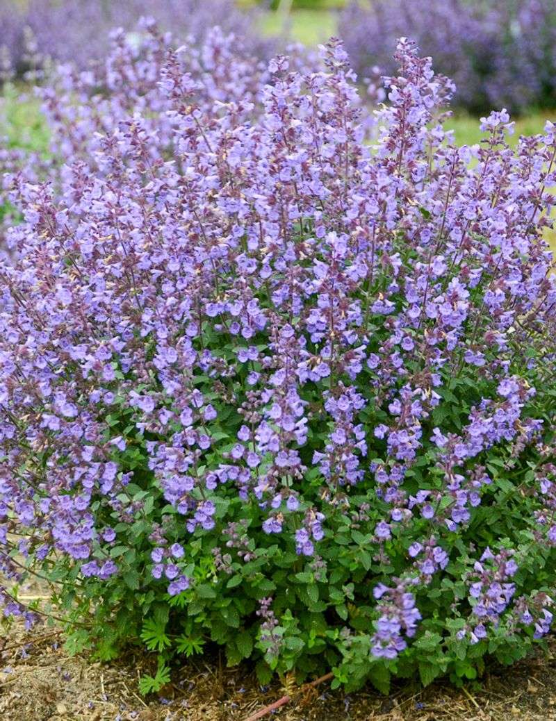 Catmint