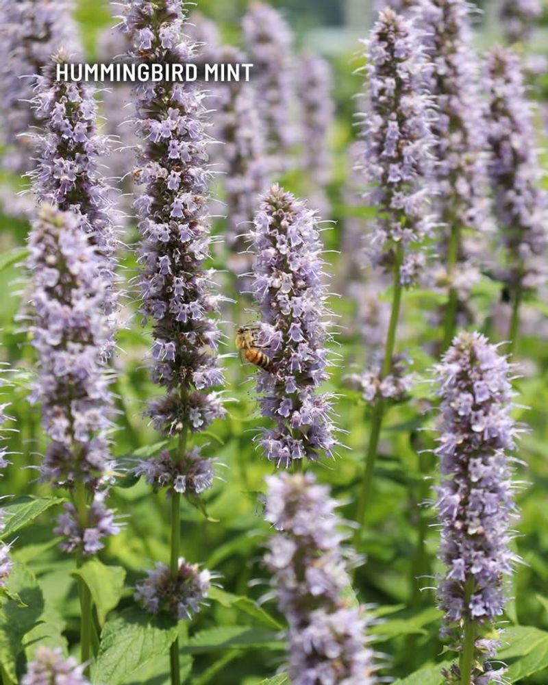 Catmint