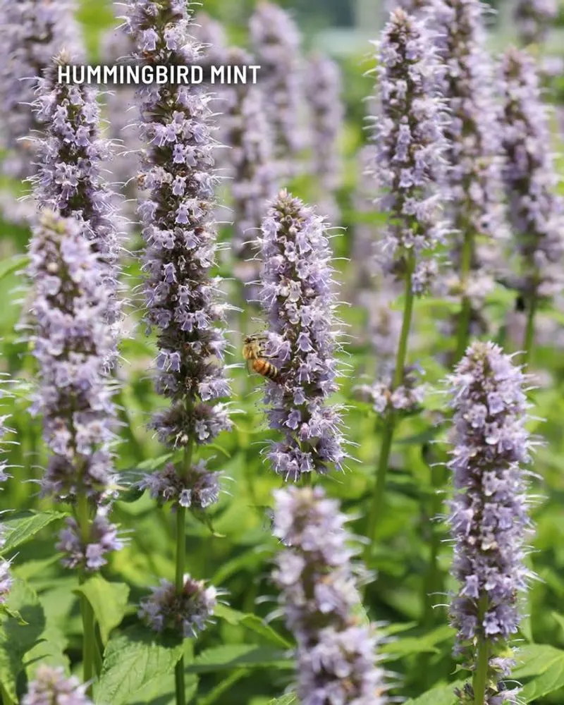 Catmint