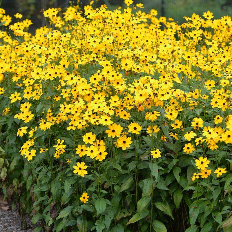 Coreopsis