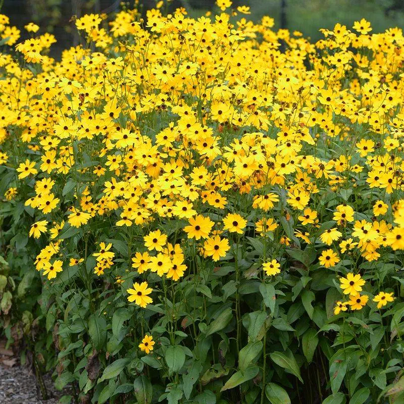 Coreopsis