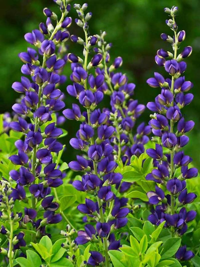 Baptisia (False Indigo)