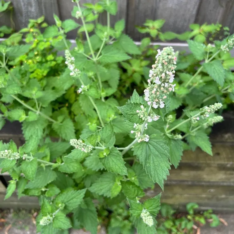 Catnip