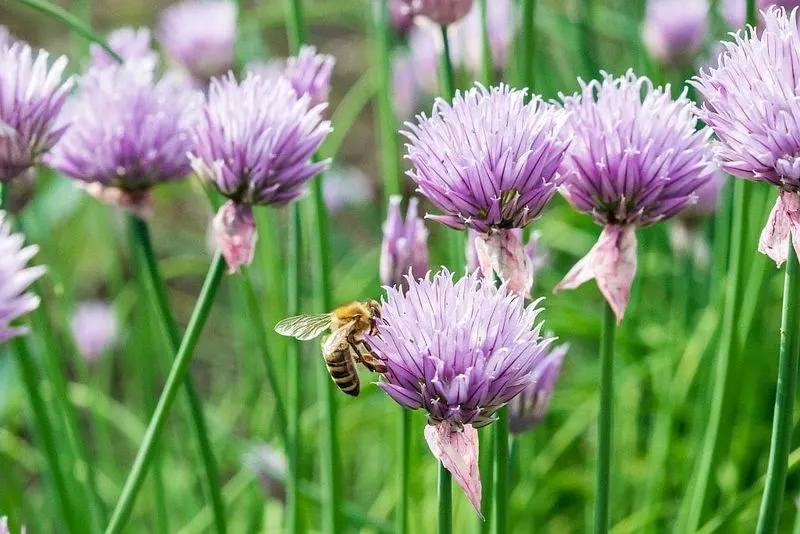 Chives