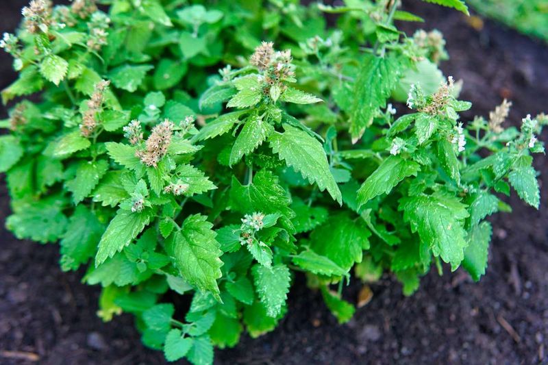 Catnip