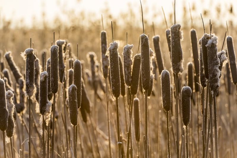 Cattails