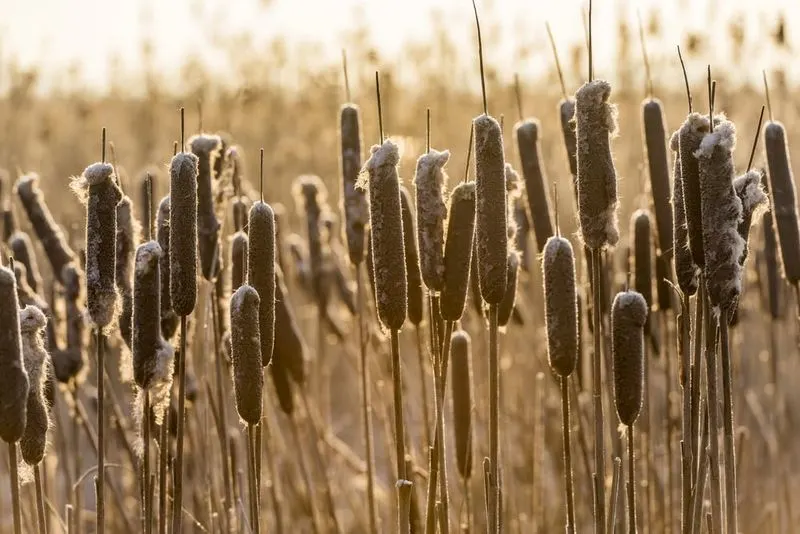 Cattails
