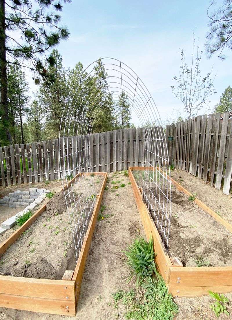 Cattle Panel Trellis