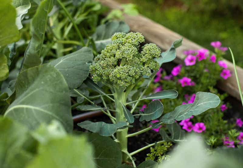 Broccoli
