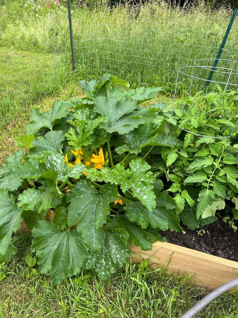 Zucchini