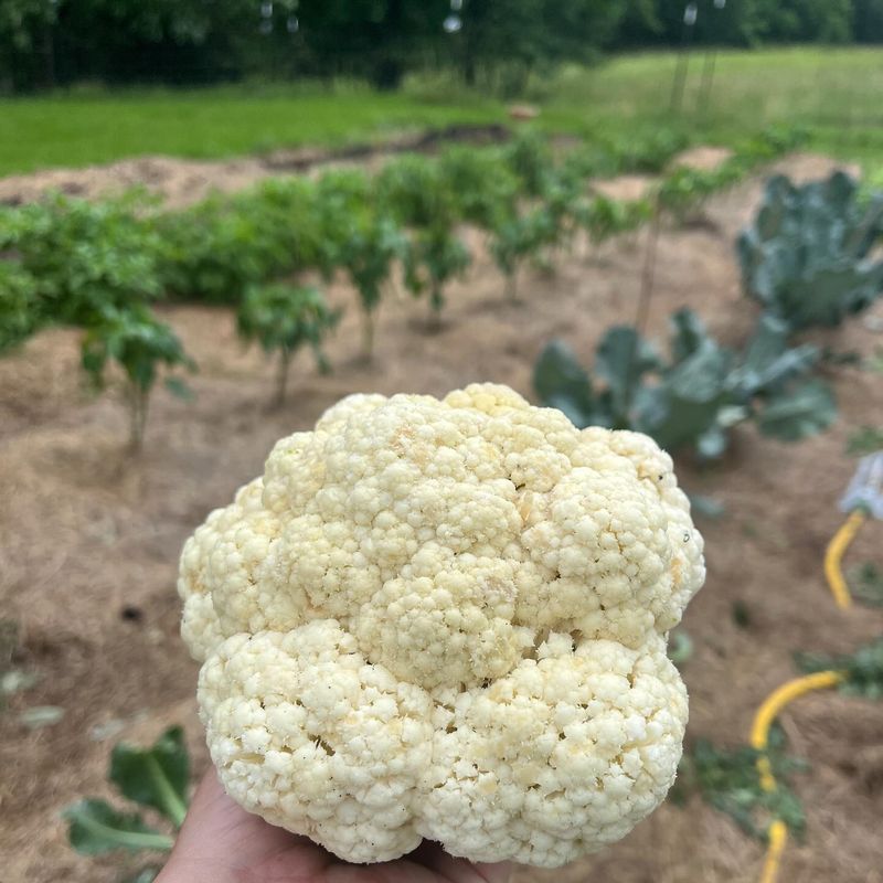 Cauliflower