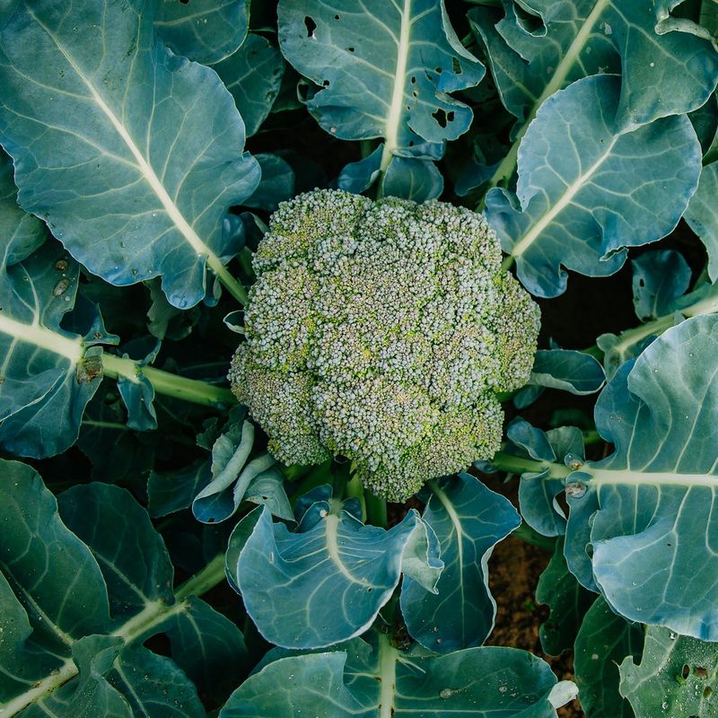Broccoli