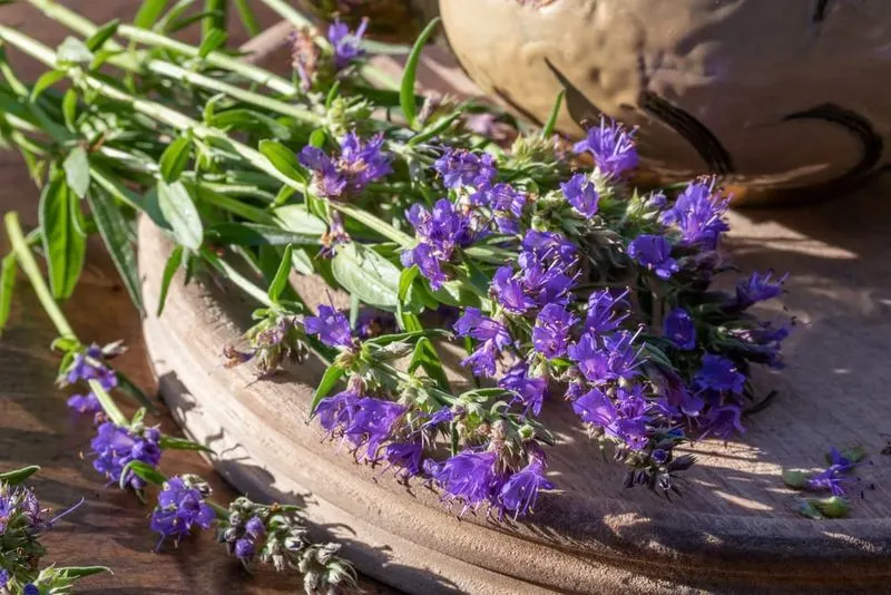 Hyssop