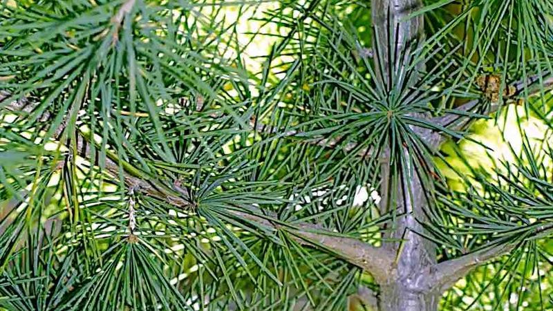 Cedar