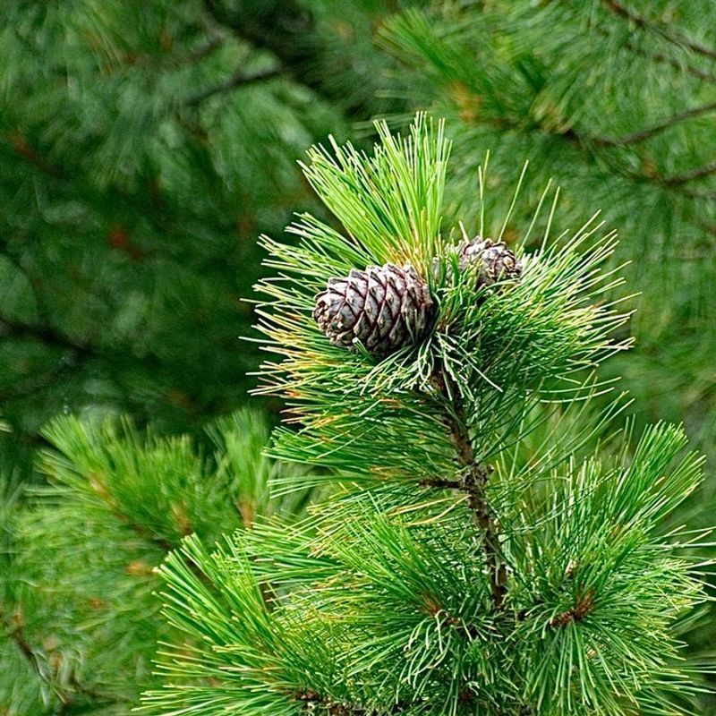 Cedarwood's Strength