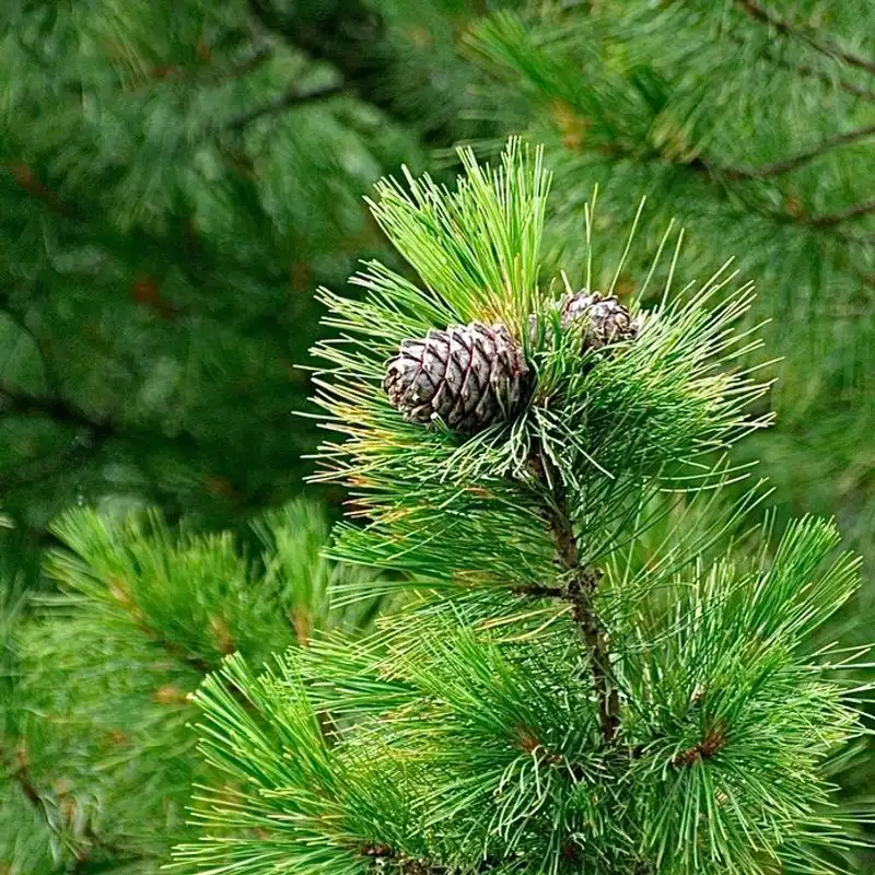 Cedarwood's Strength