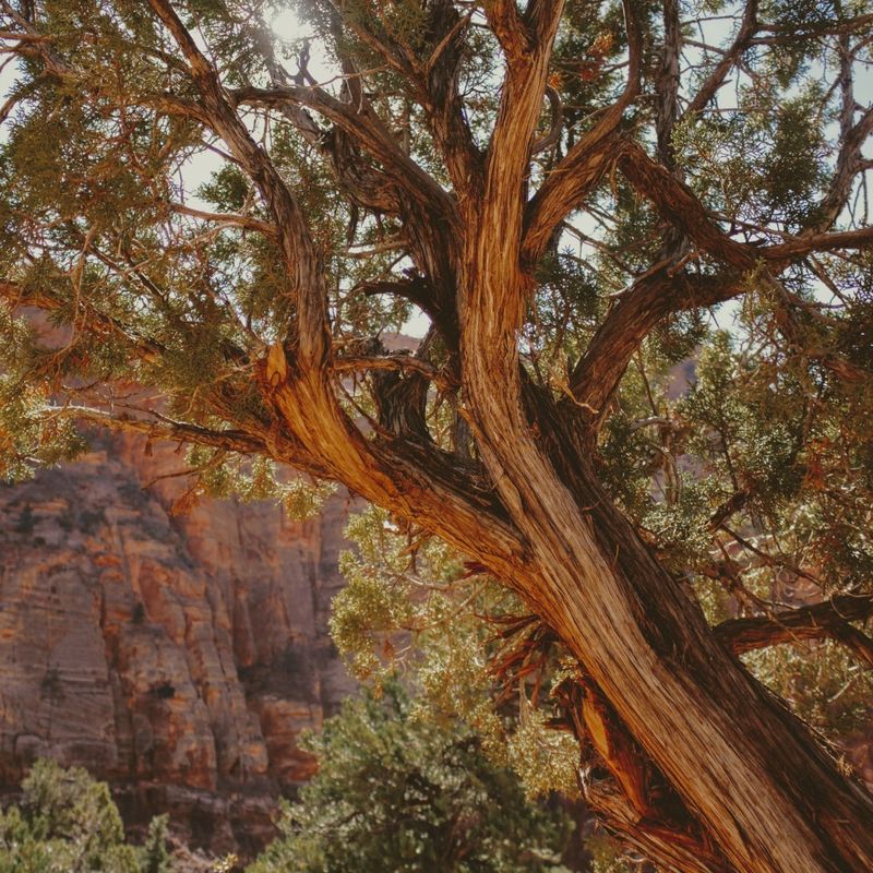 Cedarwood
