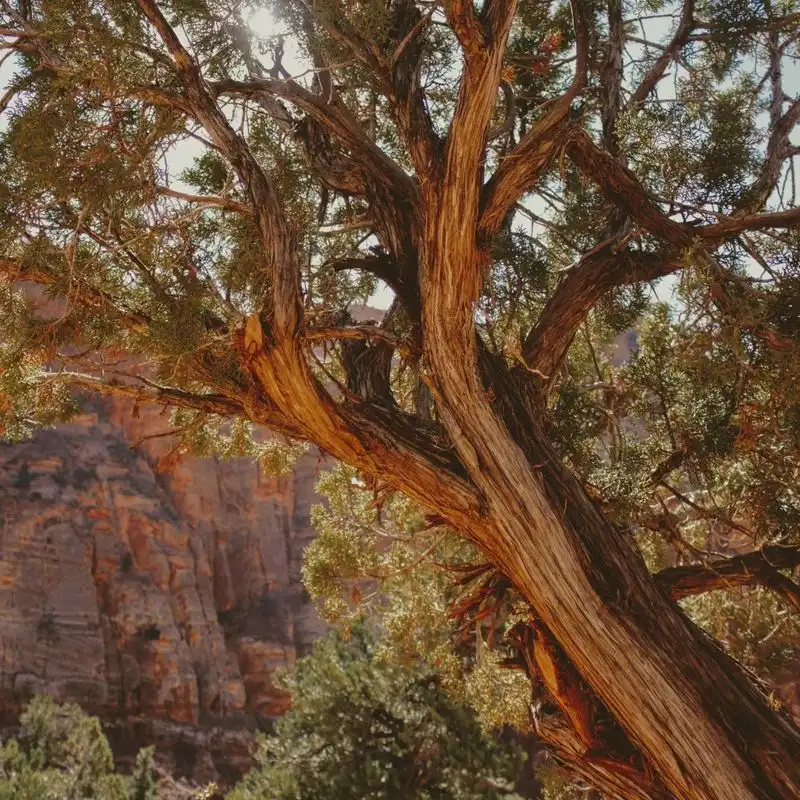Cedarwood