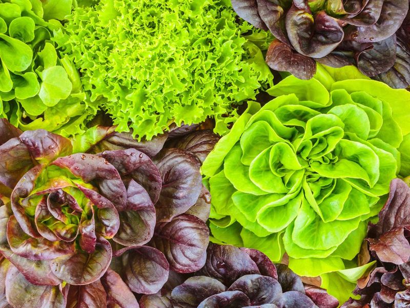 Lettuce