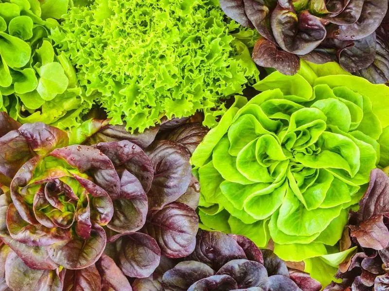 Lettuce