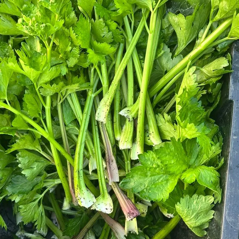 Celery