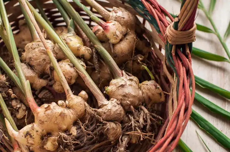 Ginger Rhizome Planting