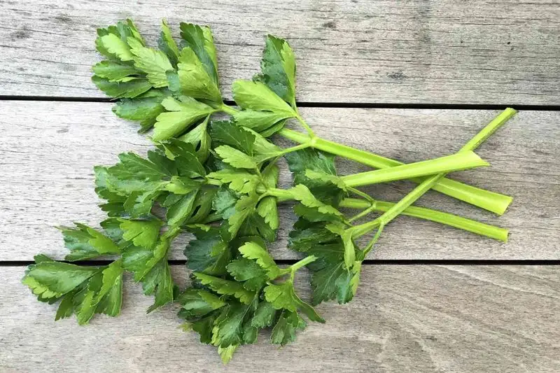Celery Leaves