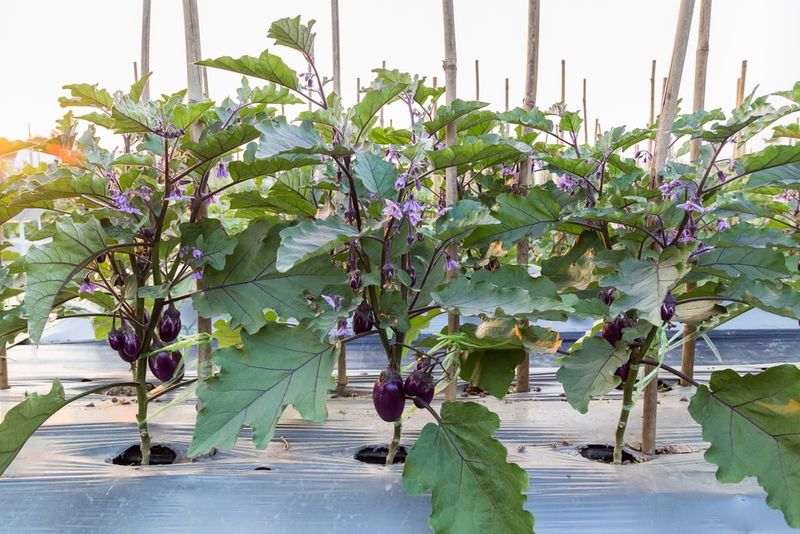 Eggplant