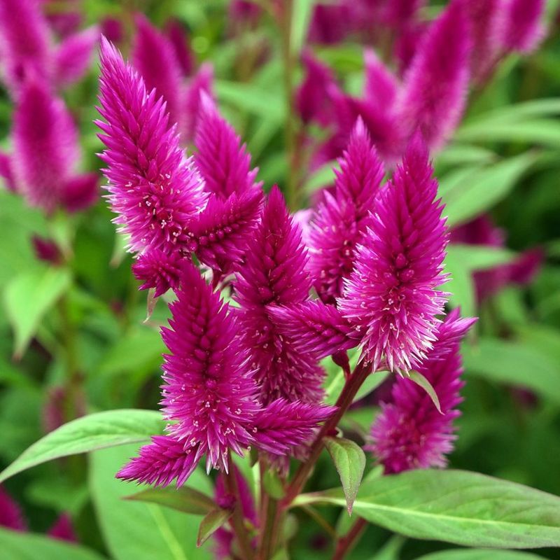Celosia