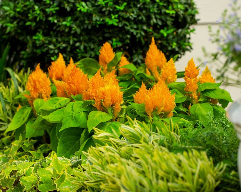 Celosia