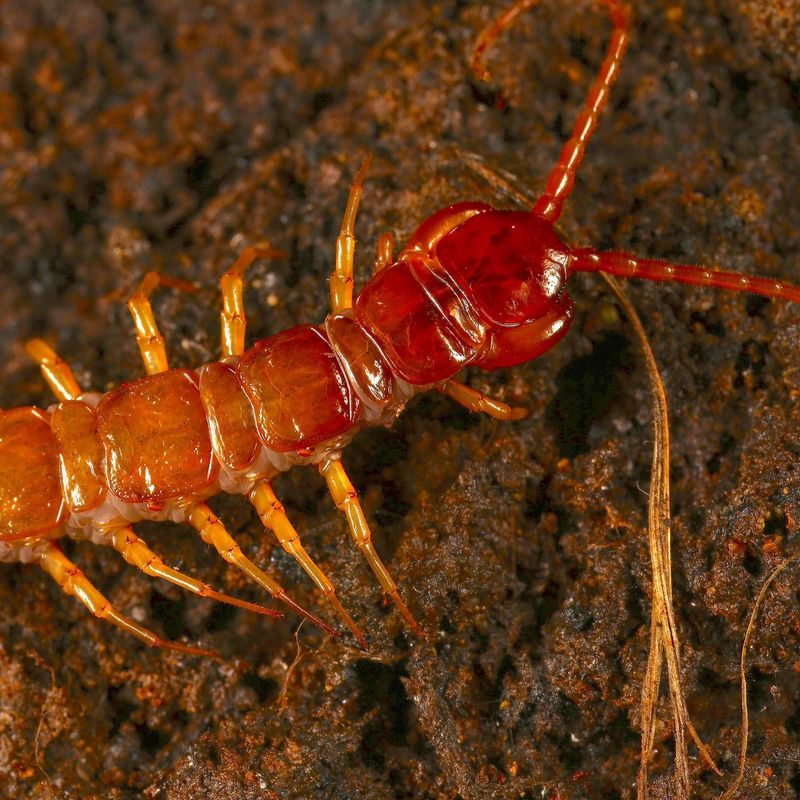 Centipedes