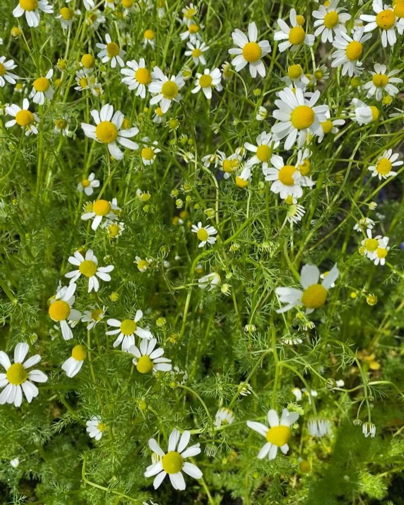 Chamomile