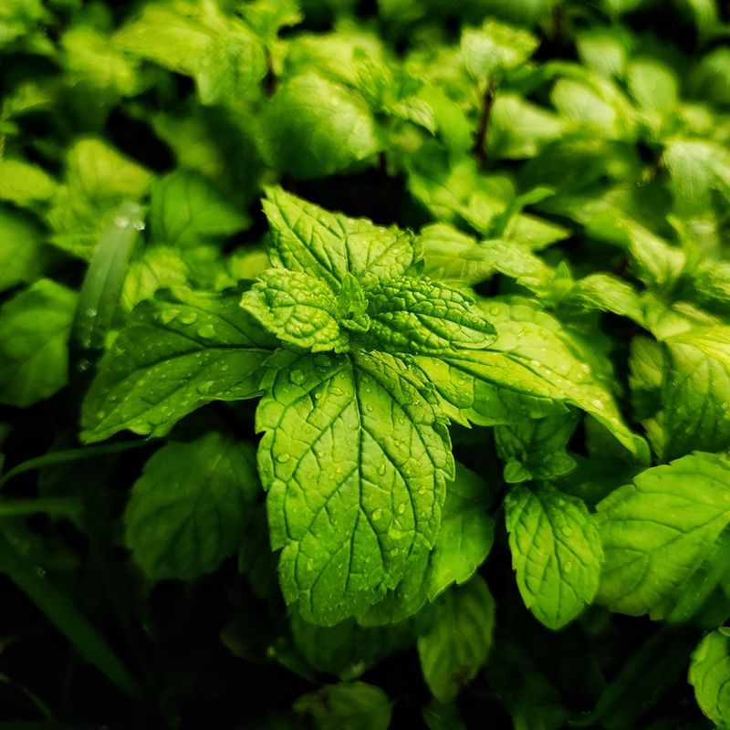 Mint