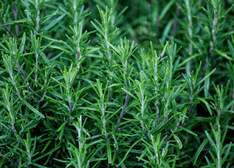 Rosemary