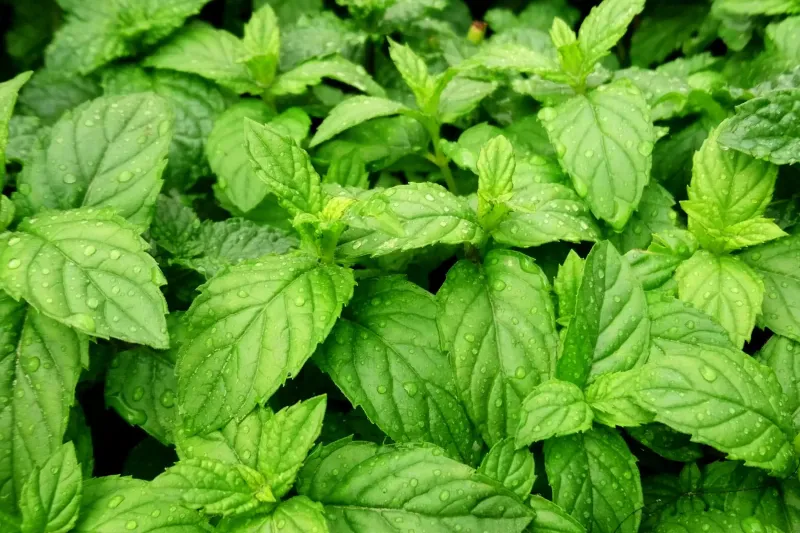 Mint