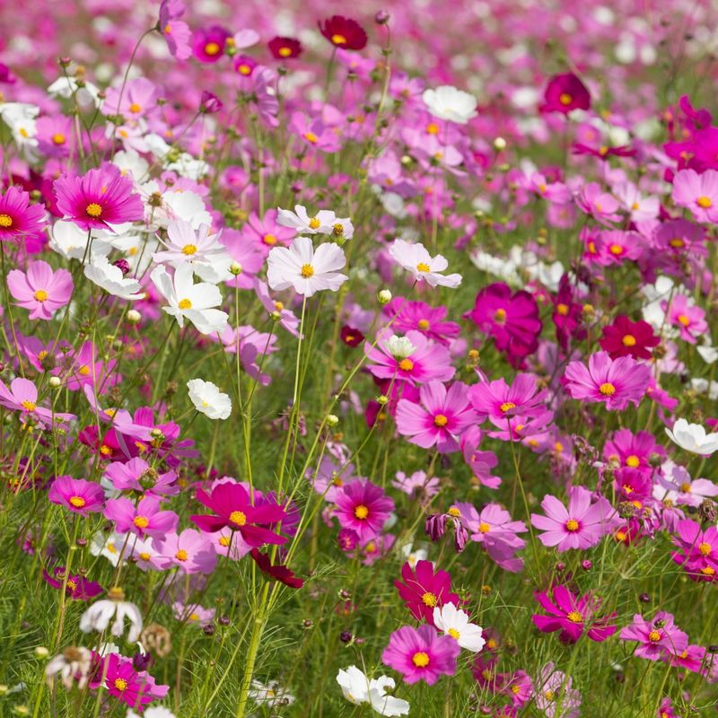 Charming Cosmos