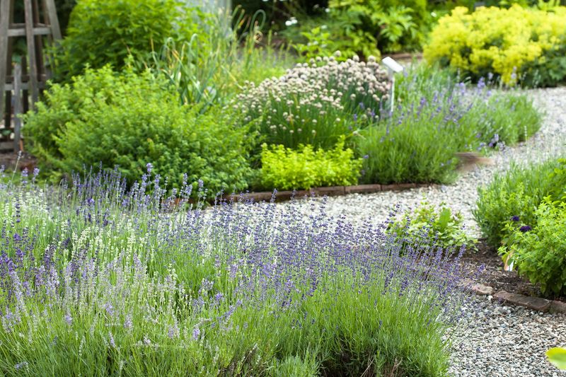 Sacred Medicinal Garden