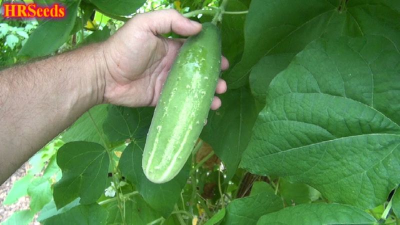 Chase's White Spine Cucumber