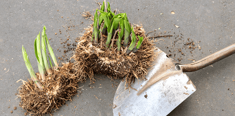 Divide Perennials