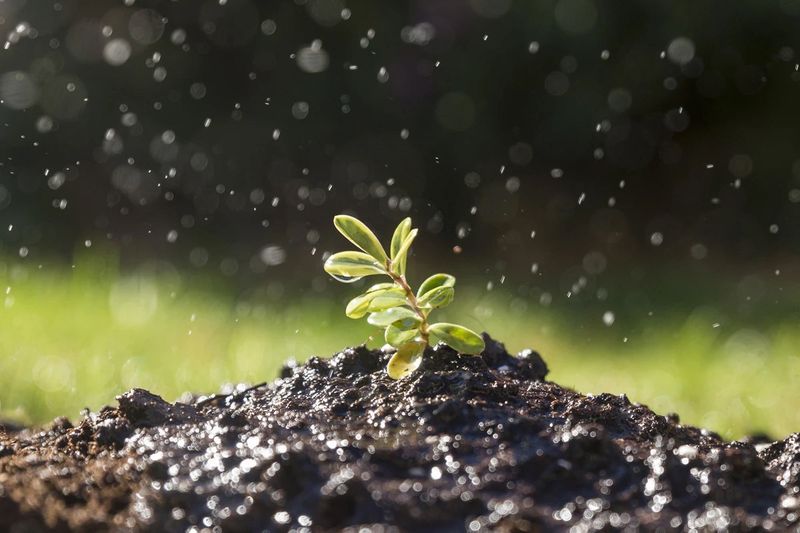 Check Soil Moisture Levels