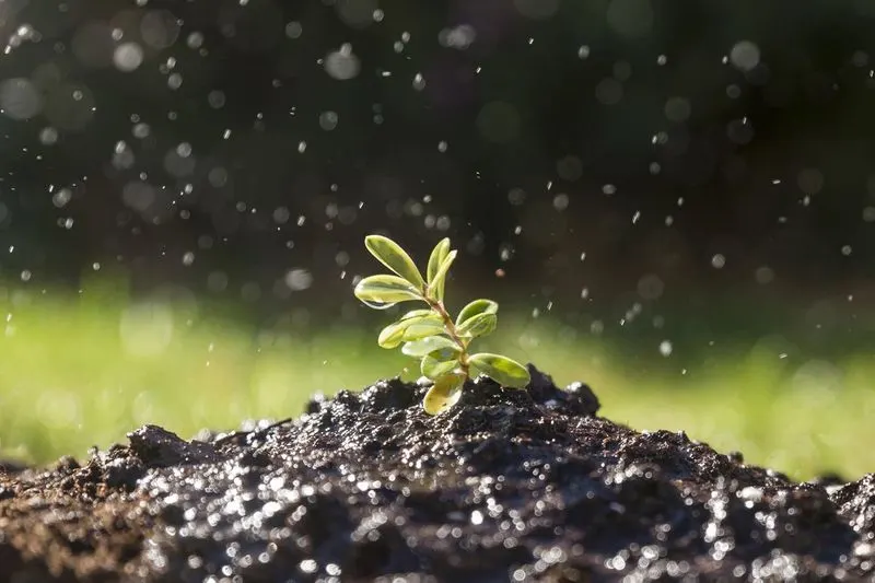 Check Soil Moisture Levels