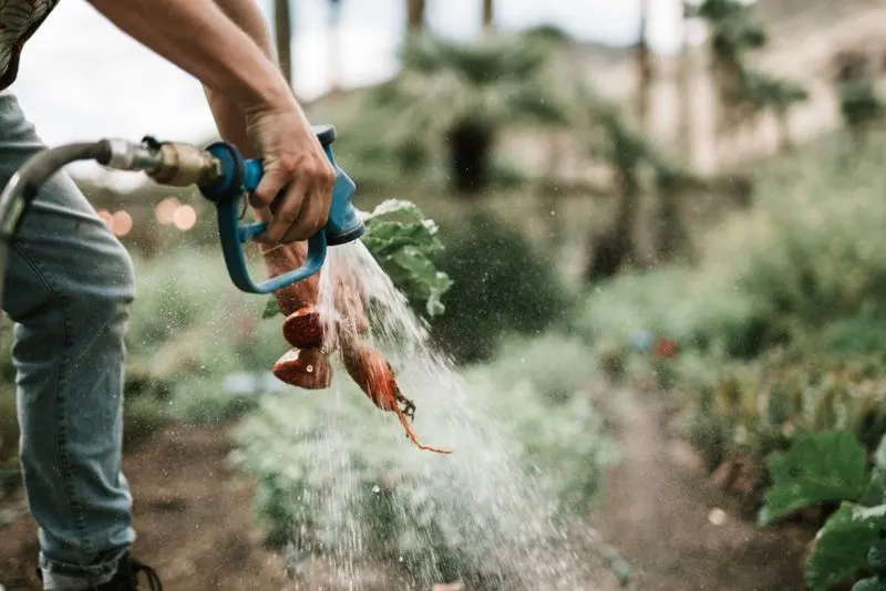 Chemical Leaching from Old Hoses