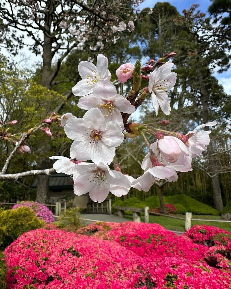 Cherry Blossom Viewing