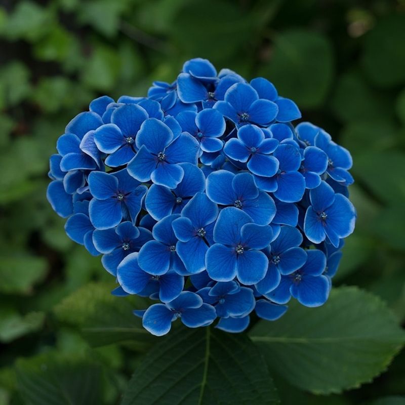 Hydrangea