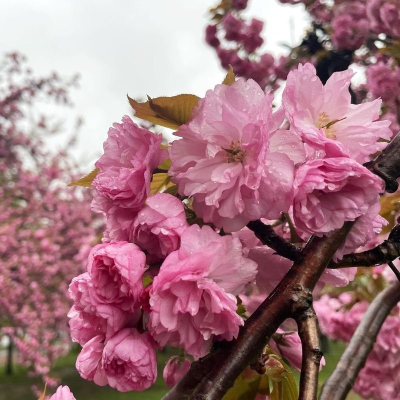 Cherry Blossoms